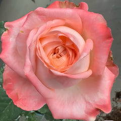Peach Rose-桃