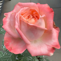 Peach Rose-桃