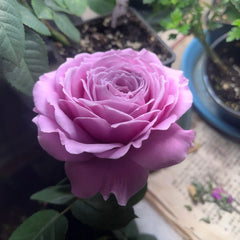 Peonikiss Rose