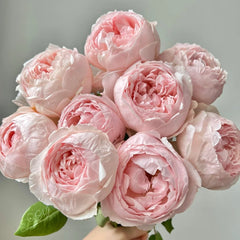 Peony Pink Rose