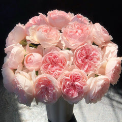 Peony Pink Rose