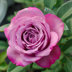 Perfu purple Rose