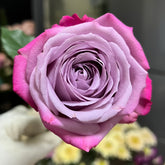 Perfu purple Rose