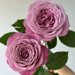 Perfu purple Rose