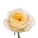 Persuasion Rose