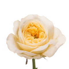 Persuasion Rose