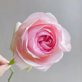 Pierre de Ronsard Rose