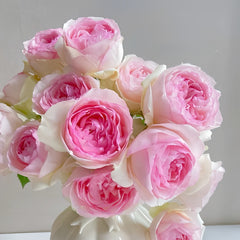 Pierre de Ronsard Rose