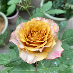 Pine Dream Rose