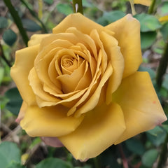 Pine Dream Rose