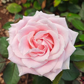 Pink Avalanche Rose