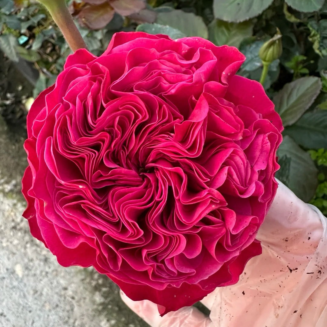 Pink 'N Pretty Rose