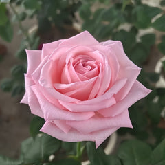 Pink O 'Hara Rose