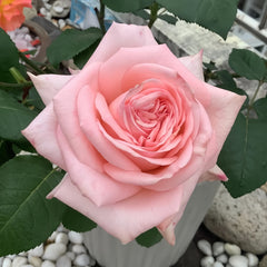 Pink O 'Hara Rose