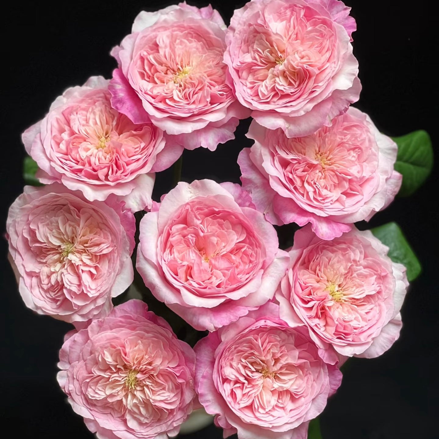 Pink fragrance rose