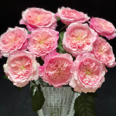 Pink fragrance rose