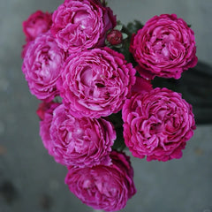 Plum Pudding rose