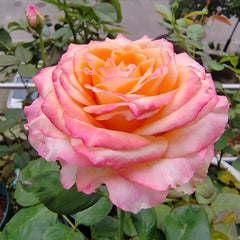 Poetica rose