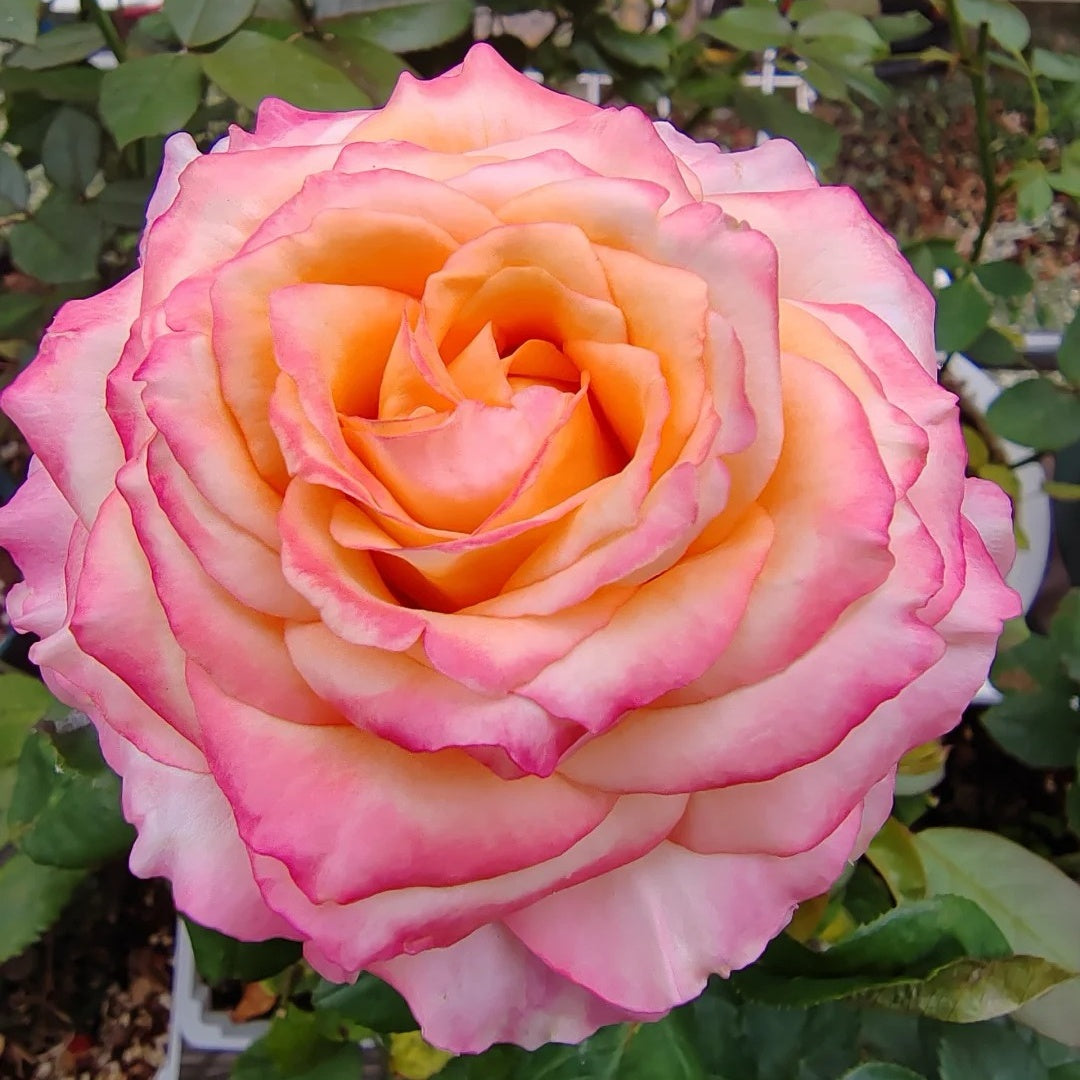 Poetica rose