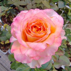 Poetica rose