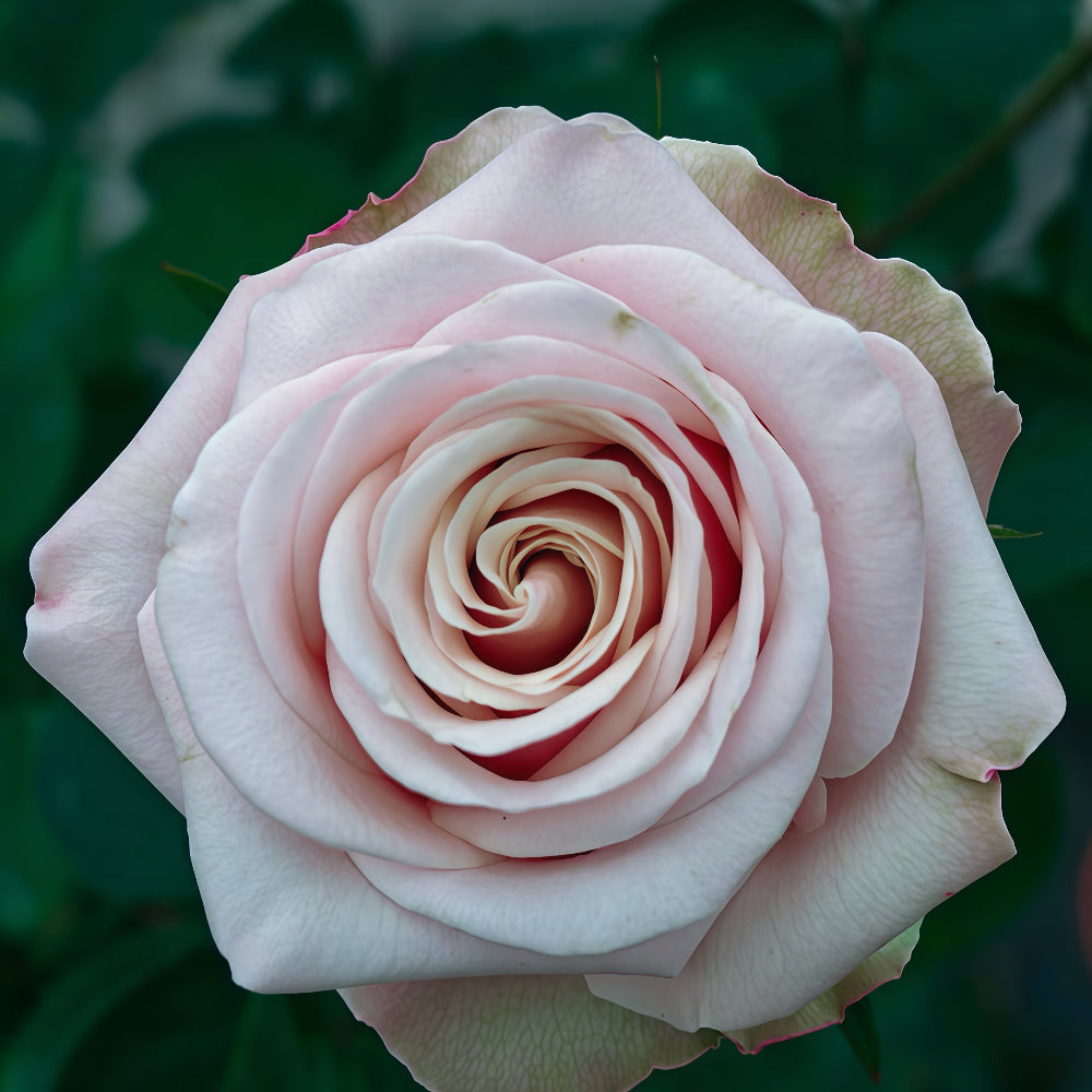 Pompeii Rose