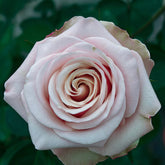 Pompeii Rose