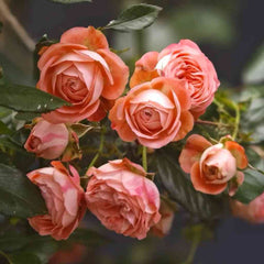 Pompeji Rose