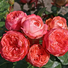 Pompeji Rose