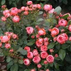 Pompeji Rose