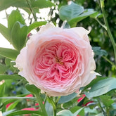 Pompom verand Rose