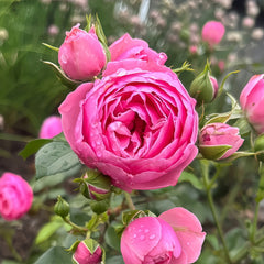 Pomponella Rose