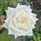 Pope John Paul II Rose