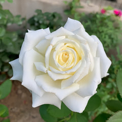 Pope John Paul II Rose