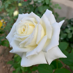 Pope John Paul II Rose