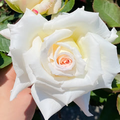 Pope John Paul II Rose