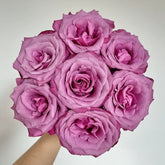 Prince Of Persia Rose