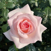 Prince Jardinier Rose