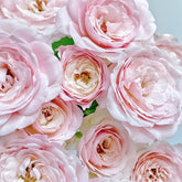 Fairy Kiss Rose-仙子之吻|Japanese Shrub Rose|1 Gallon Plant