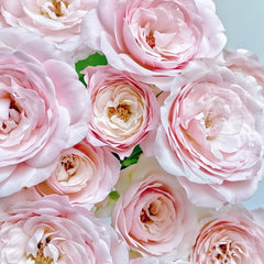 Fairy Kiss Rose-仙子之吻|Japanese Shrub Rose|1 Gallon Plant