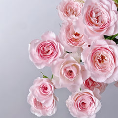 Fairy Kiss Rose-仙子之吻|Japanese Shrub Rose|1 Gallon Plant
