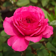 Princess Kishi rose