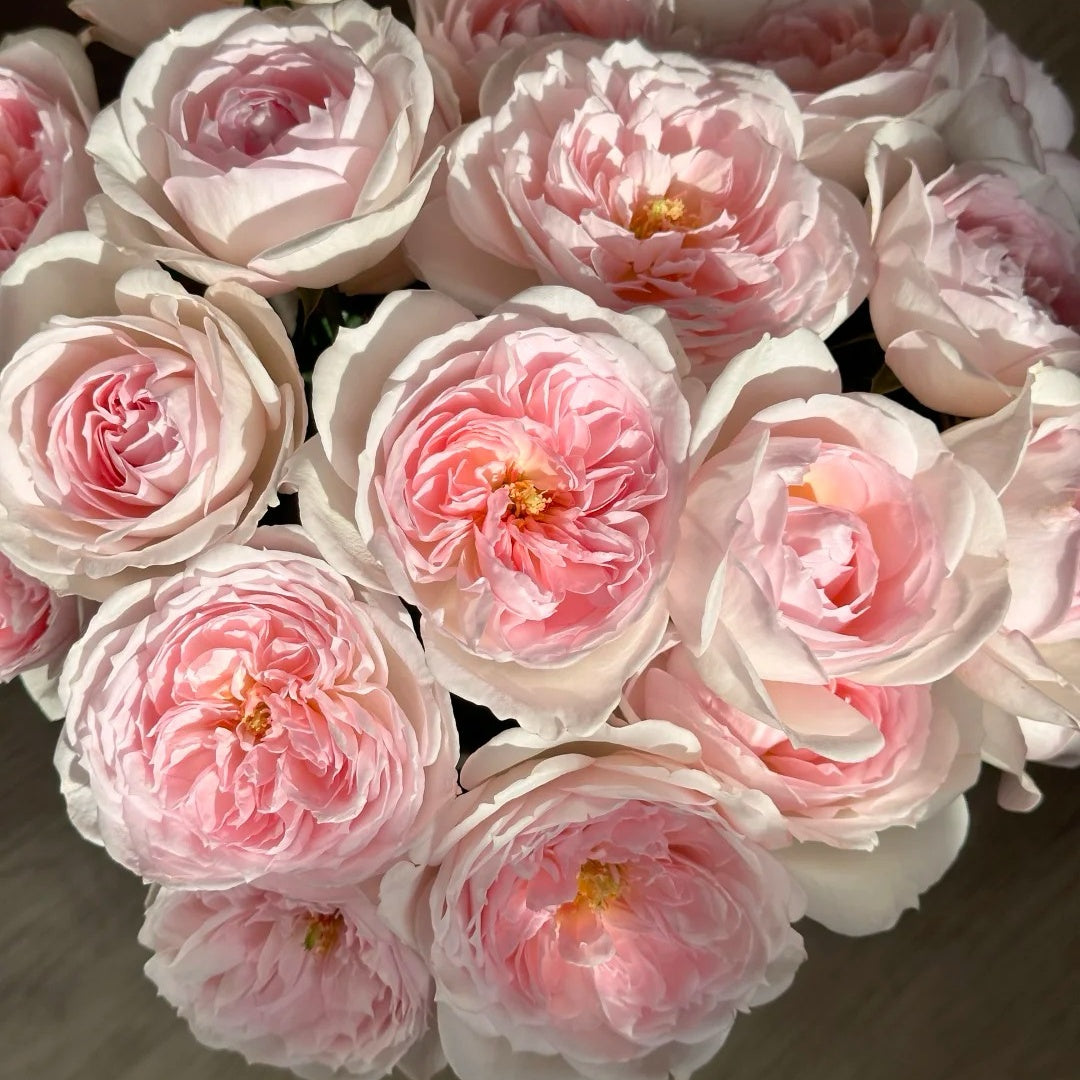 Princess Veil Rose