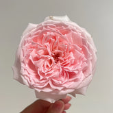 Princess Hitomi Rose