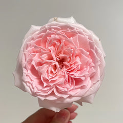 Princess Hitomi Rose