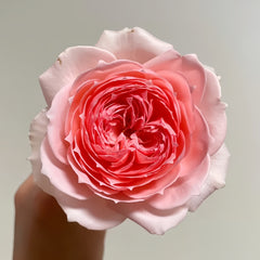 Princess Hitomi Rose