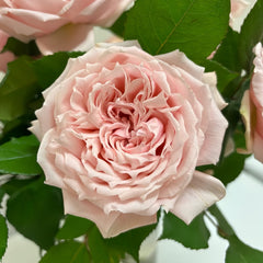 Princess Hitomi Rose