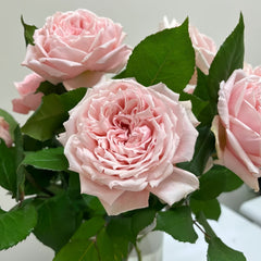 Princess Hitomi Rose