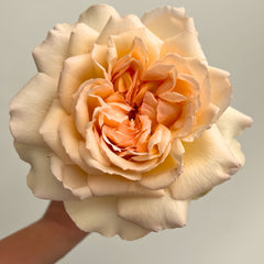 Princess Holy's Hope