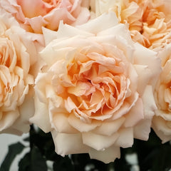 Princess Holy's Hope