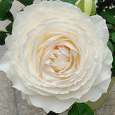 Princess Miyuki rose